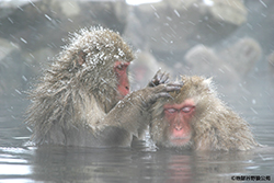 jigokudani-yaenkoen